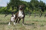 AMSTAFF  ADULT & PUPPIES 033